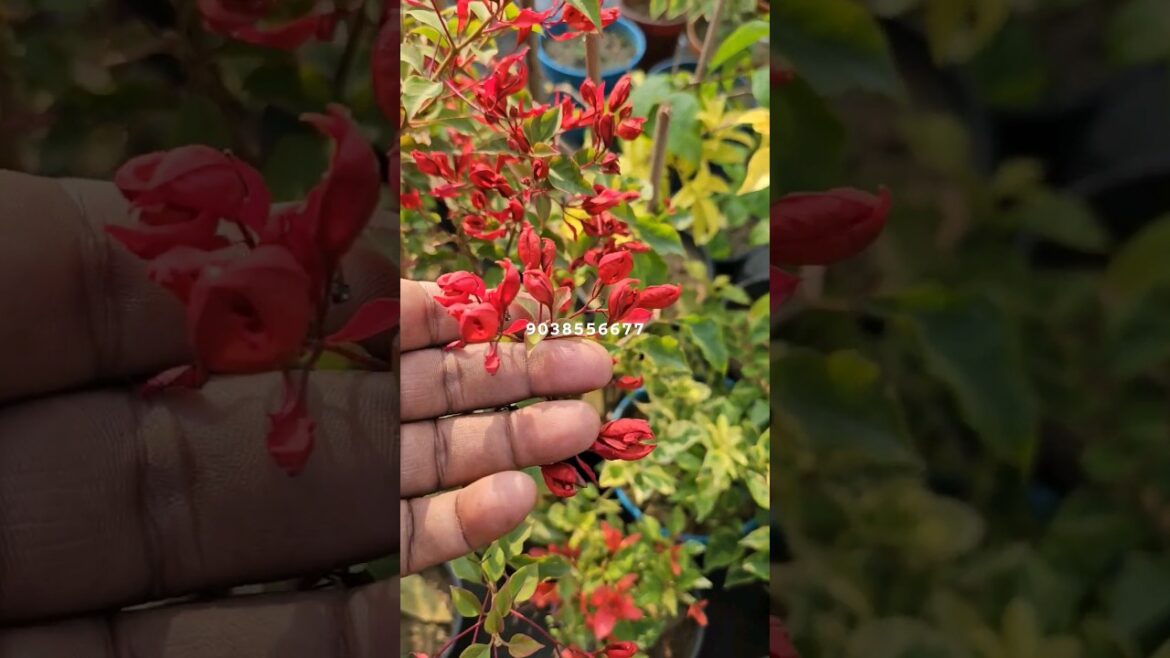Sleeping beauty Bougainville online sale top nursery kolkata wholesale#bougainvillea #gardening #sho Sleeping beauty Bougainville online sale top nursery kolkata wholesale#bougainvillea #gardening #sho