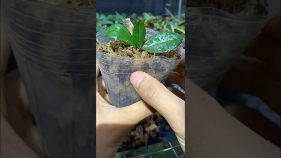 Growing orchids is easy #garden #tips