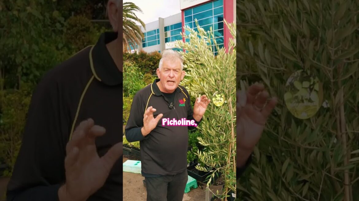 Picholine Olive Tree – perfect for a HEDGE with edible fruit!๐ฟ Picholine Olive Tree - perfect for a HEDGE with edible fruit!๐ฟ