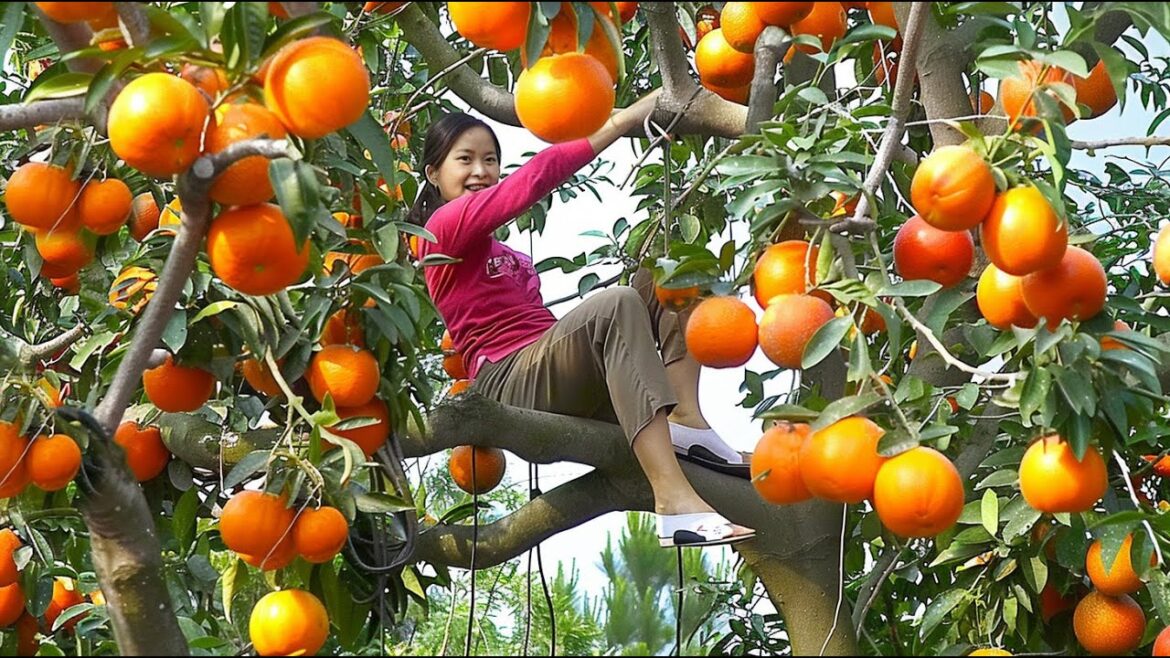 Harvest Tangerines Goes To Market Sell – Vegetable Gardening – Growing Chayote From Fruit Harvest Tangerines Goes To Market Sell - Vegetable Gardening - Growing Chayote From Fruit