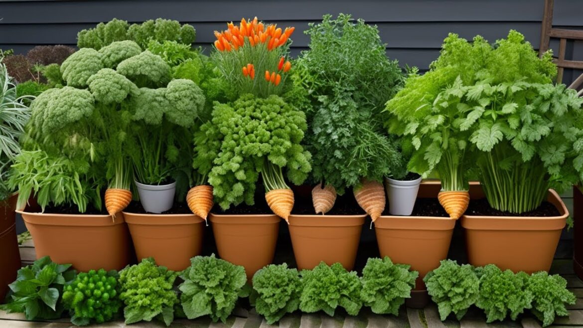 Carrot Cultivation: Patio Container Gardening Guide in 11 Steps Carrot Cultivation: Patio Container Gardening Guide in 11 Steps