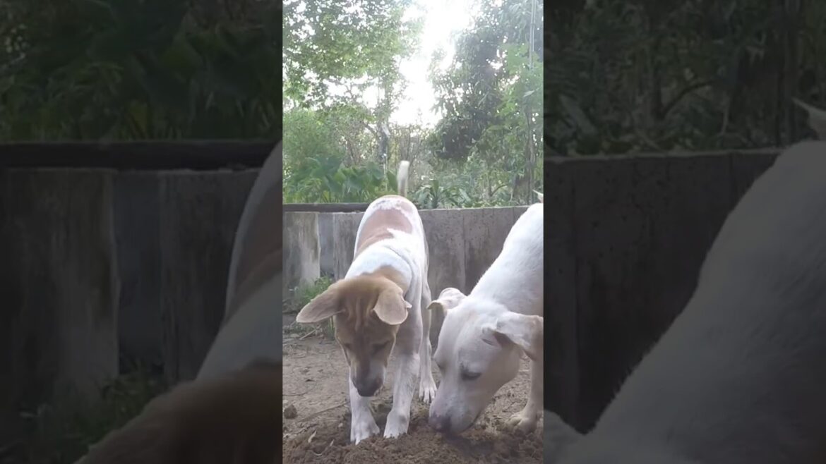 my garden#gardener #shorts