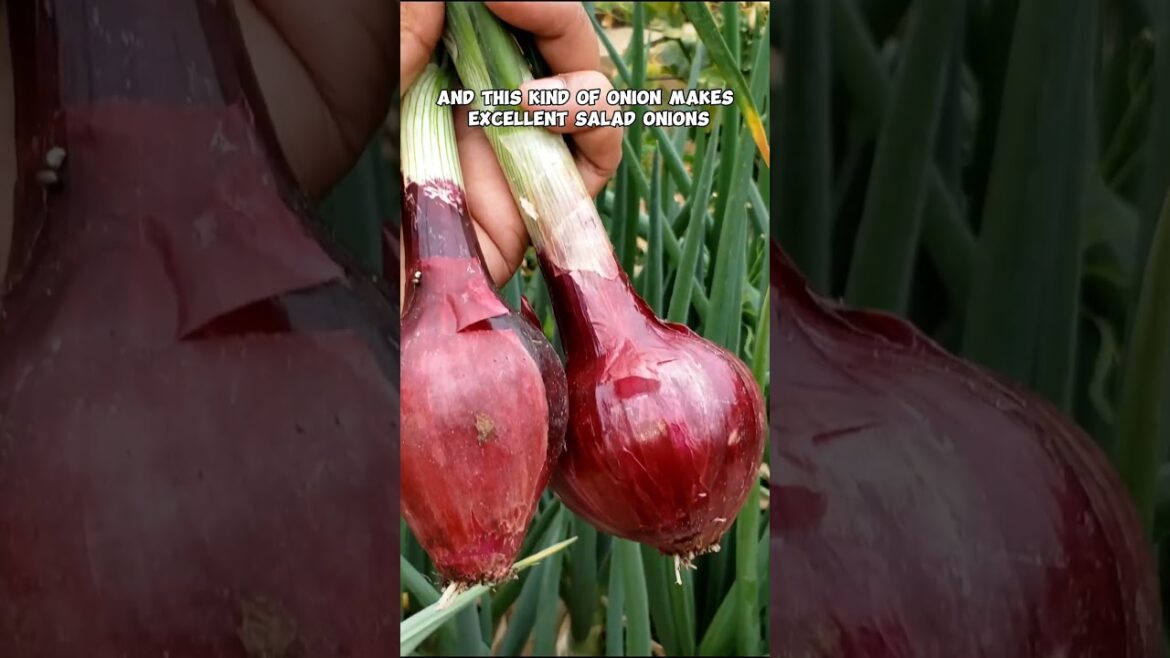 April Garden Update: Garlic, Onions & More Thriving! 🌱🧄 #Shorts