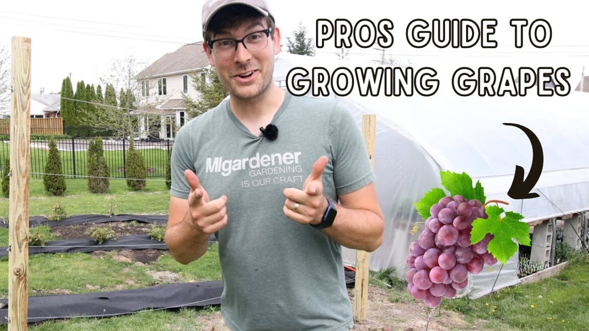 Everything You Need to Know to Grow Grapes - COMPLETE Growing Guide!