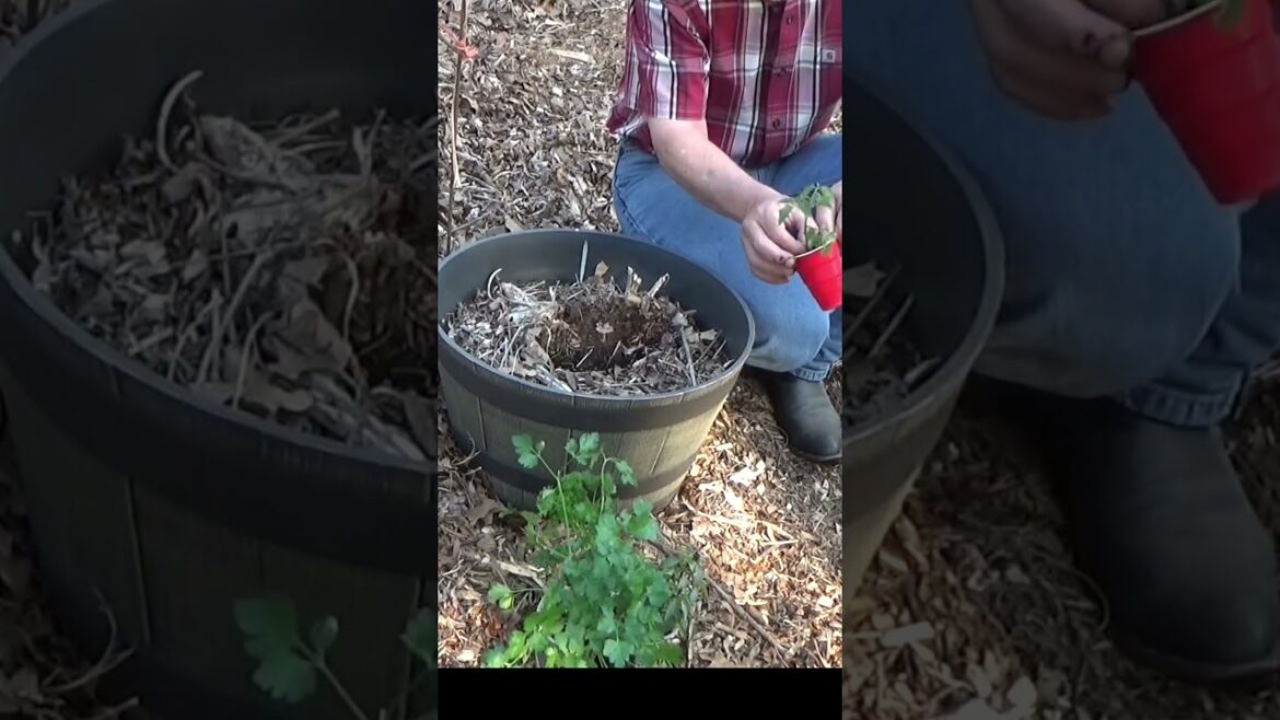 How to start a container garden How to start a container garden