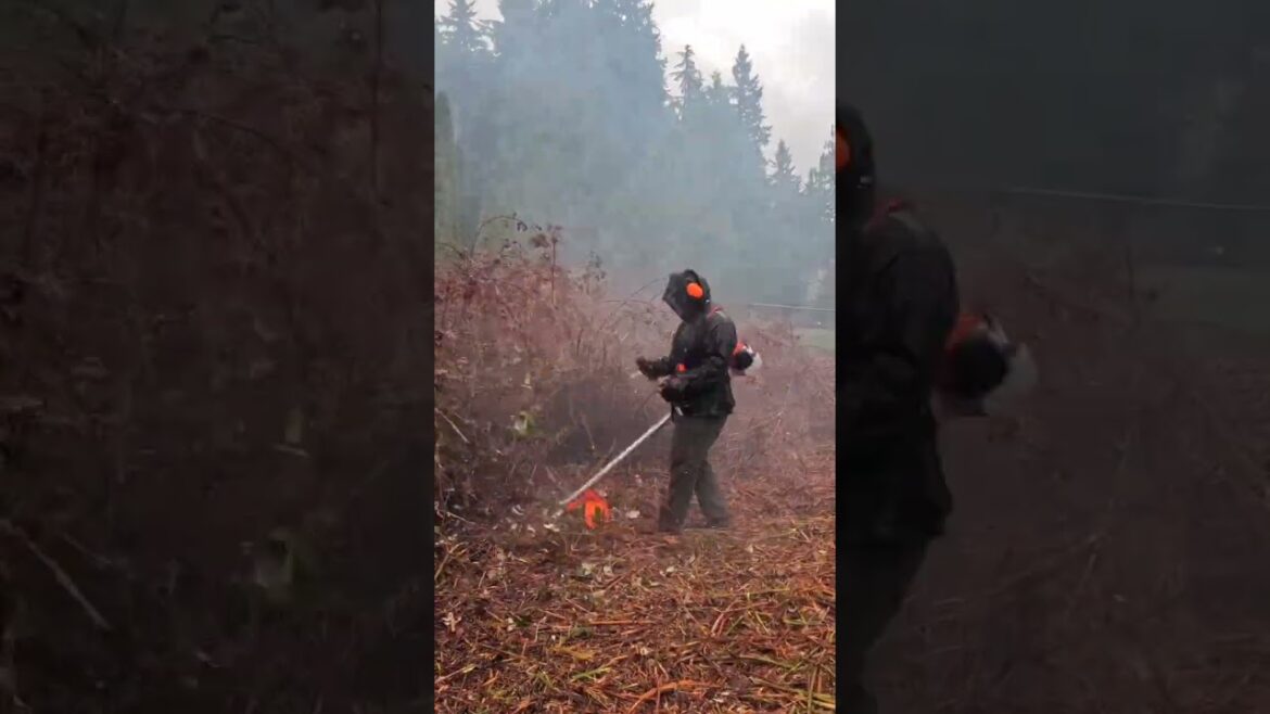HALF Of The YARD Was OVERGROWN With BLACKBERRIES! Blackberry Mulching! #satisfying #mowing #garden