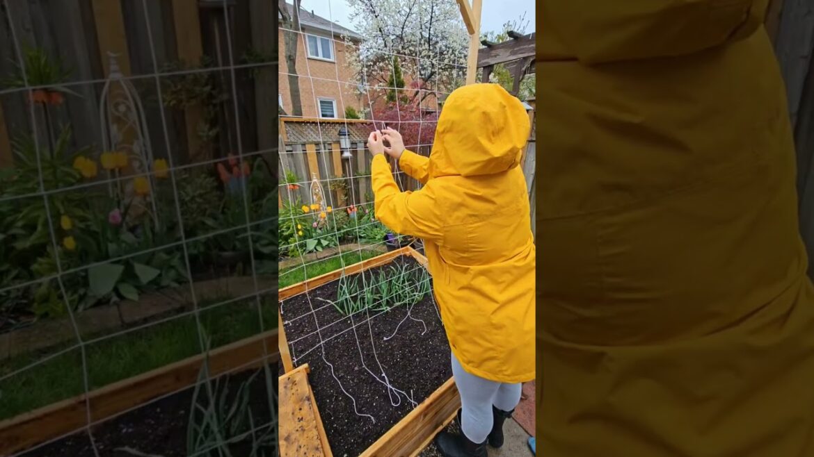 Set up a string trellis with me! 🧵🫛 #gardenlife