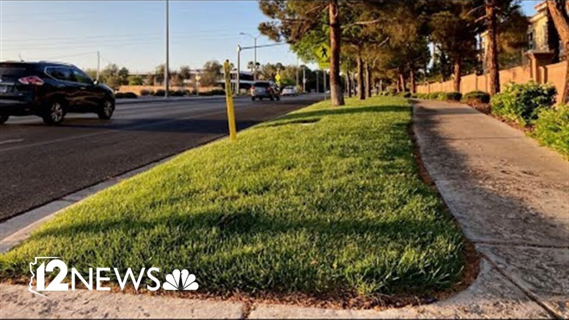 Chandler hosting a landscaping class focused on water conservation