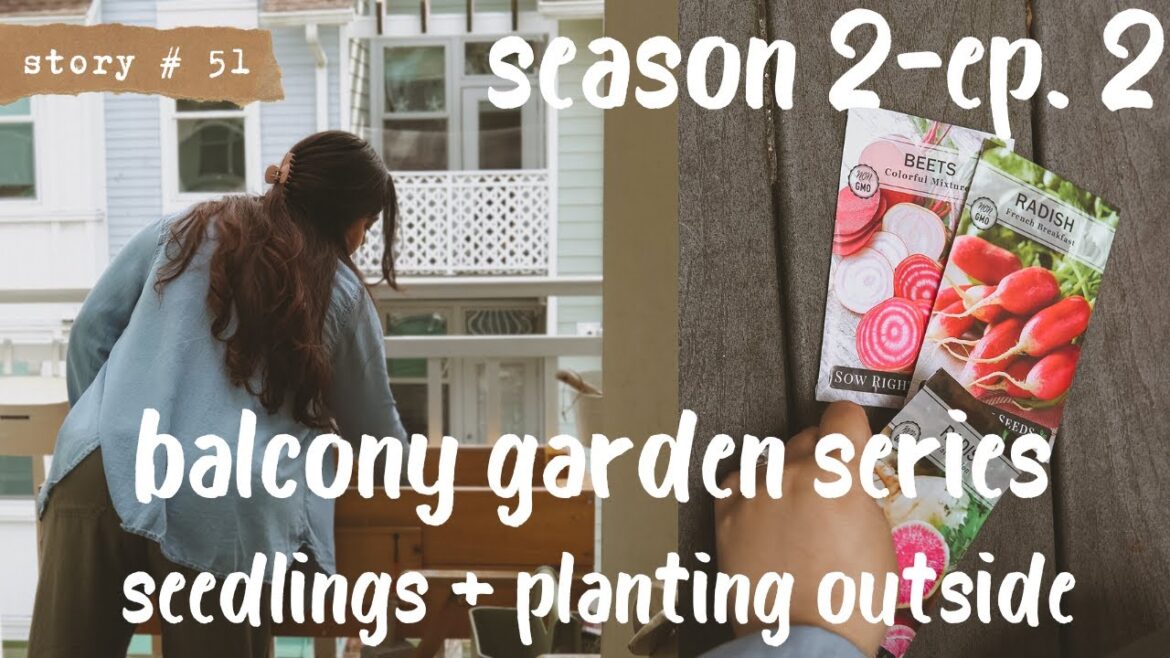 👩🏻‍🌾 Small Space Container Vegetable Gardening | BALCONY GARDEN | Update + Planting Seeds S2 Part 2