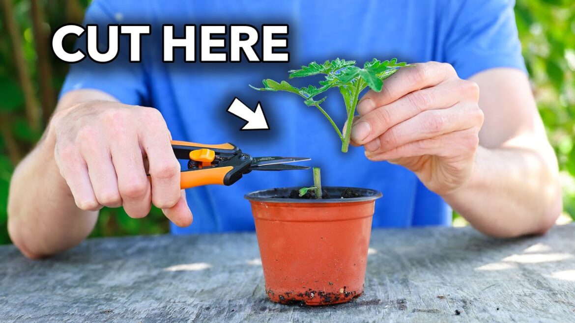James Prigioni: Wish I knew this method of growing tomatoes when I started… Wish I knew this method of growing tomatoes when I started…