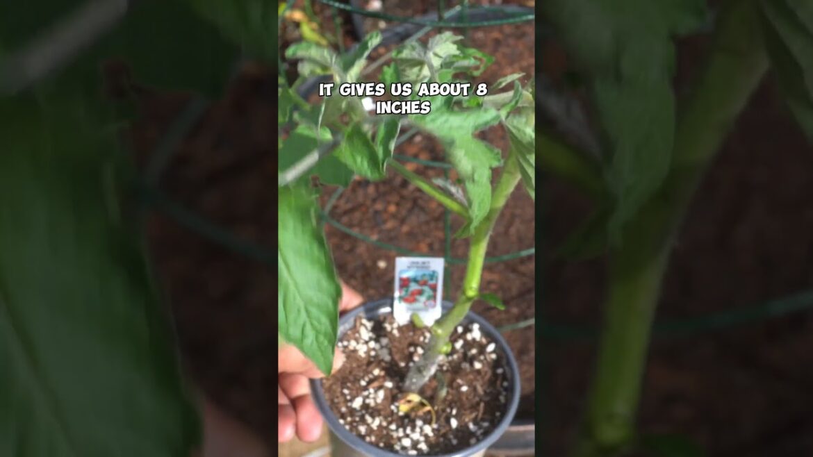 Planting Tomatoes 101: Perfect Your Garden Technique! 🍅🌱 #Shorts