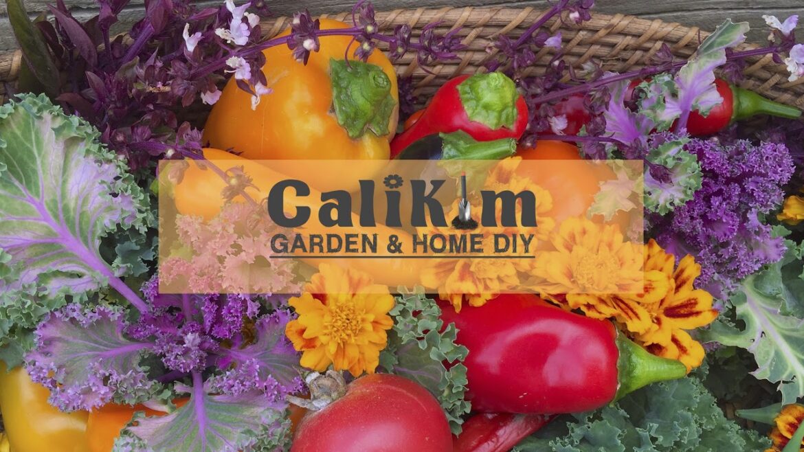 🥒LIVE: "Cucumber Growing Techniques for a Summer of Success