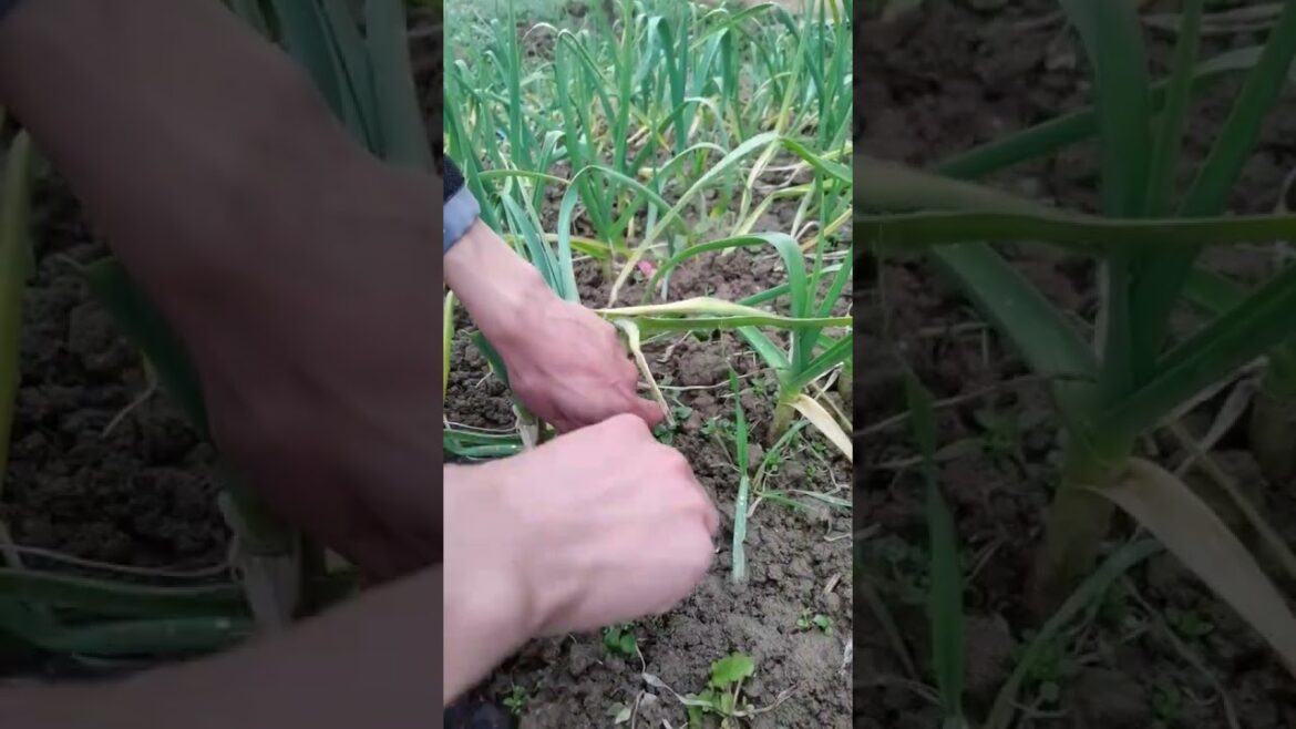 Amazing work  #agriculture #aloevera #flower  #redroses #garden #tips   #satisfying  #asrm #tricks