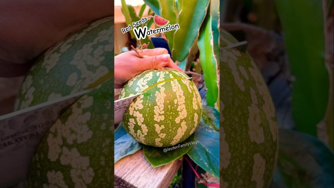 Red Seeds Watermelon 🍉😱 #shorts #satisfying #fruit #fruitcutting #enjoy #garden #food Red Seeds Watermelon 🍉😱 #shorts #satisfying #fruit #fruitcutting #enjoy #garden #food