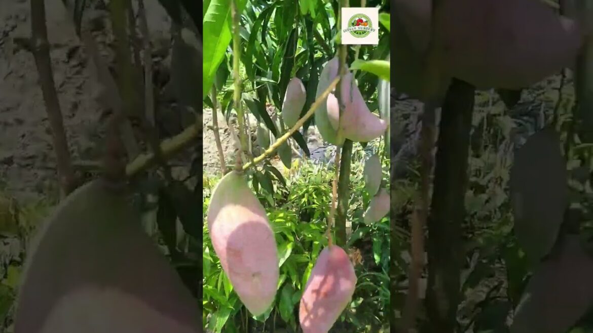 RED IVORY MANGO.CALL-8436202011 #shorts #bonsai  #gardening #experiment #nature #garden#viralvideo