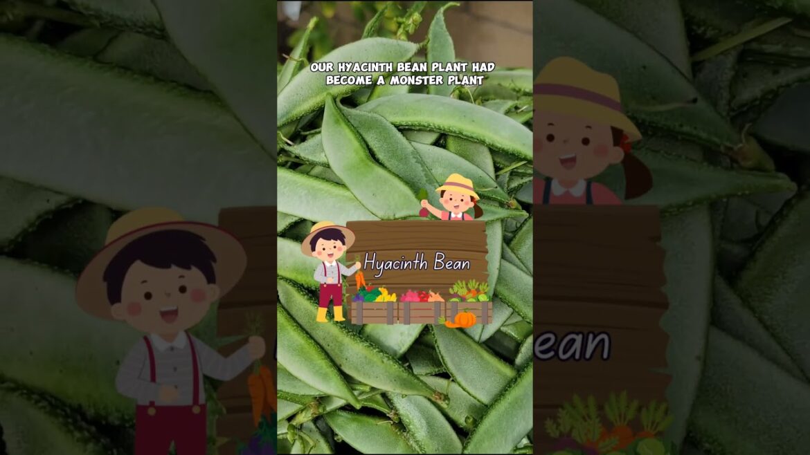 Harvest Galore: Chickpeas, Meyer Lemons & More! 🌿🍋 #Shorts