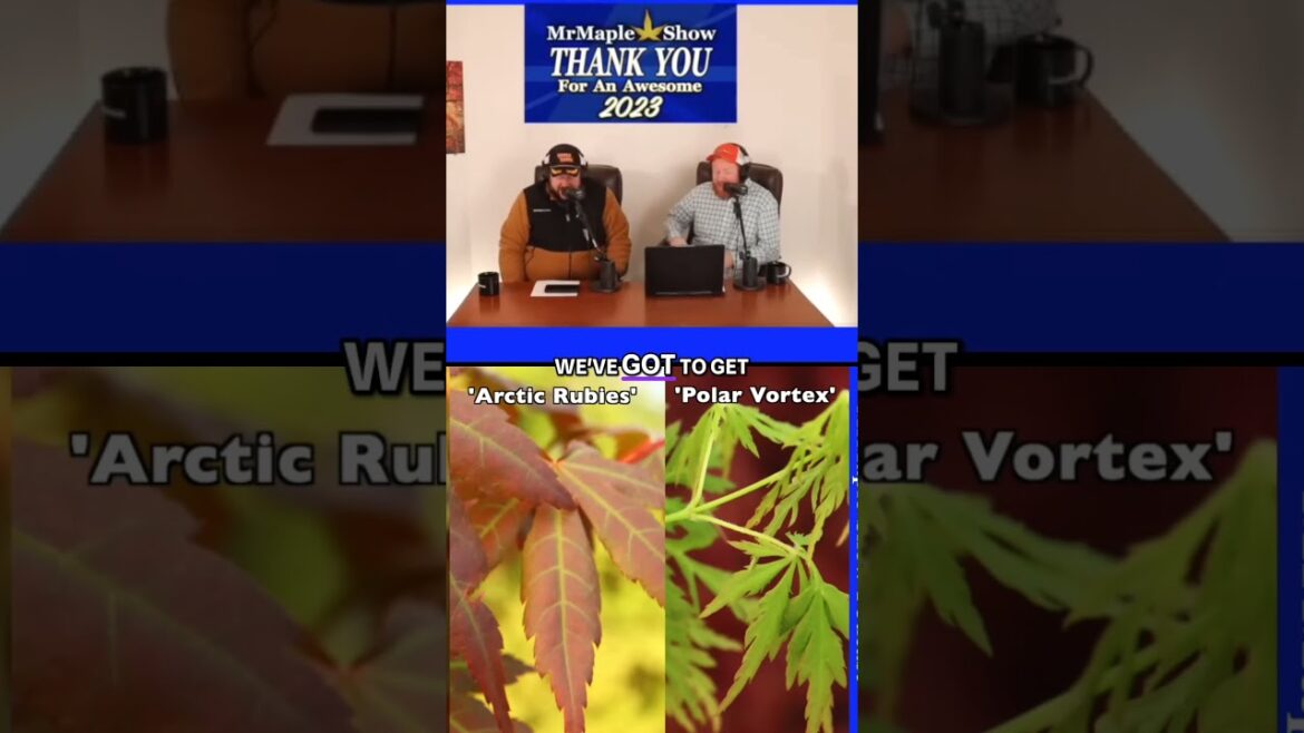 Brace Yourselves, Maple Lovers: Arctic Blaze is Coming! #mrmaple #japanesemaple