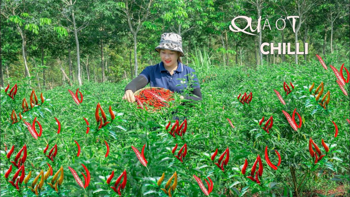 Harvesting Chili garden to the market sell    Vegetable gardening! Lucia's daily life