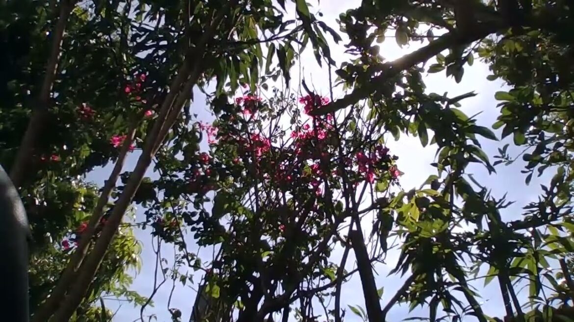 LIVE 4/8 Solar Eclipse Day in the Backyard Garden, Sun, Nature Sounds, Orlando FL 2024 | Garden Q