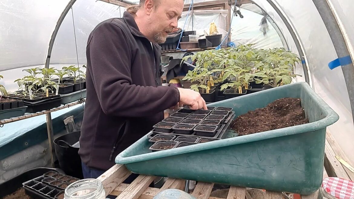 Allotment Update 29/4/24 Frost tender sowing’s and more Allotment Update 29/4/24 Frost tender sowing's and more