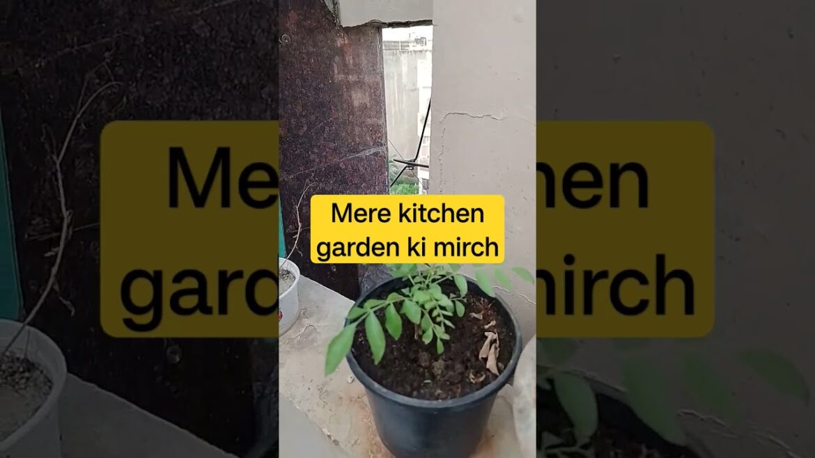 🌾🌱gardening #plants#terrace garden#gardening for beginners 🌾🌱gardening #plants#terrace garden#gardening for beginners