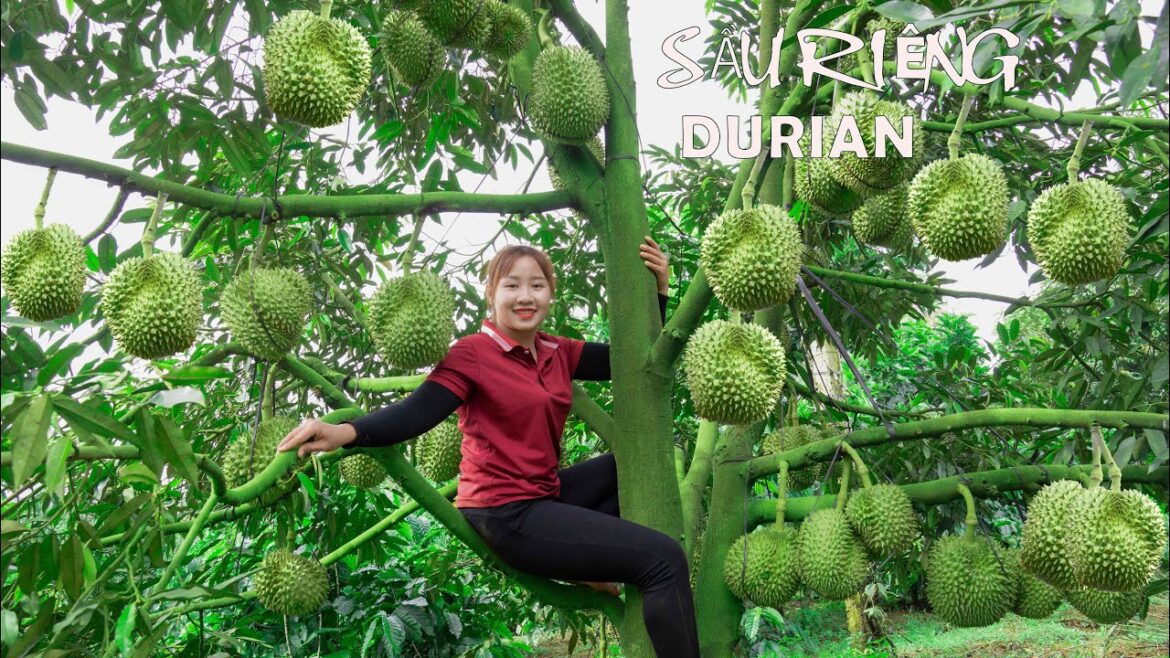 Harvesting ripe durian to the market sell    Vegetable gardening! Lucia's daily life