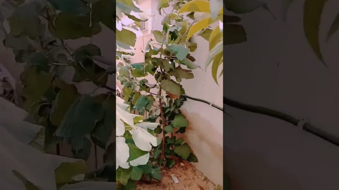 “Trends—Viral Video😀 #gardening #short "Trends—Viral Video😀 #gardening #short