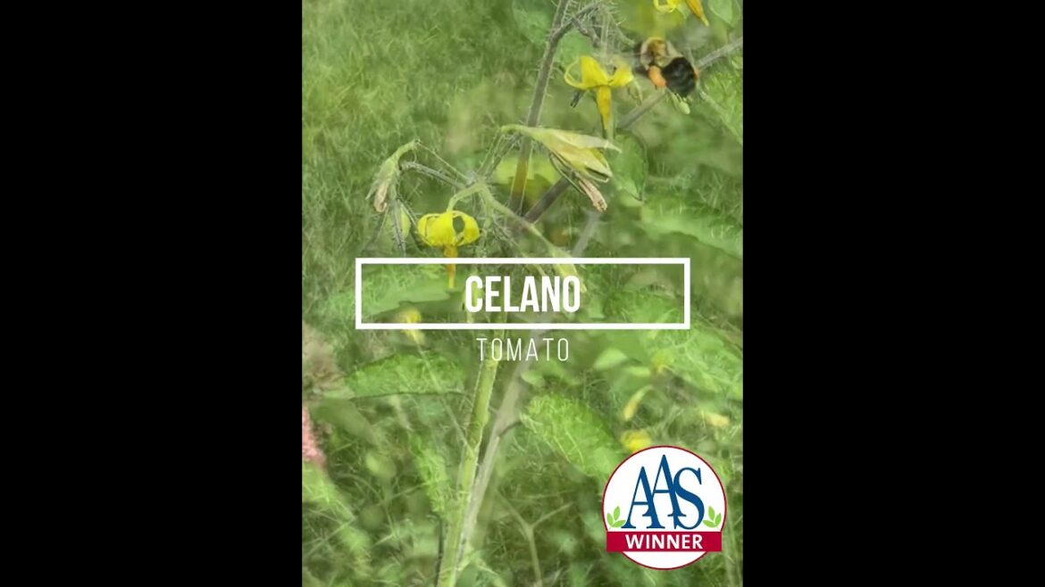 Bee on Celano tomato #celosia #gardening #containergardening #garden #gardeningtips #spring