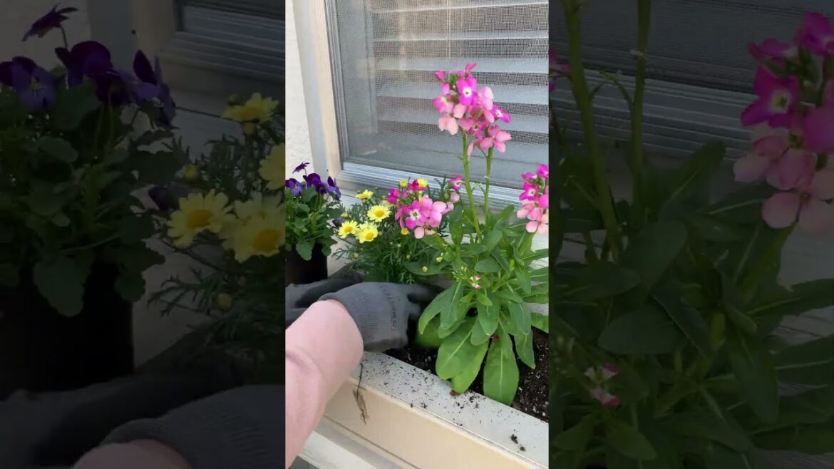 Spring Window Box with Cool-Weather Plants | Spring Container Garden #springgarden #containergarden