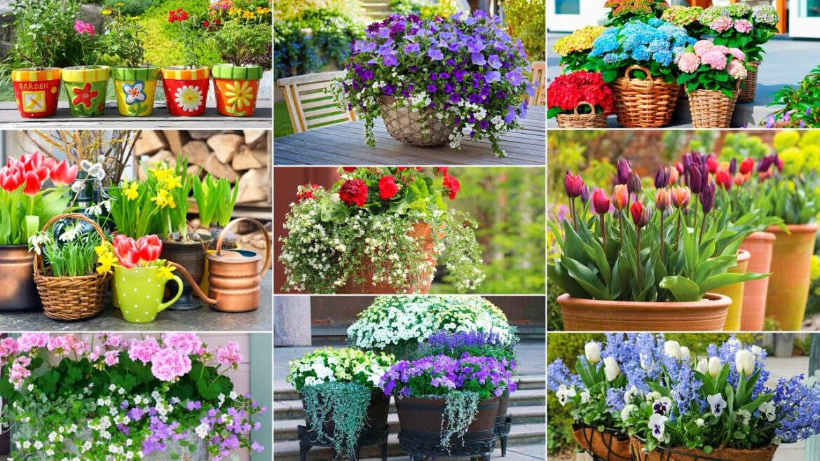 Transform Your Garden with Stunning Potted Flower Arrangements: Creative Ideas & Tips Transform Your Garden with Stunning Potted Flower Arrangements: Creative Ideas & Tips