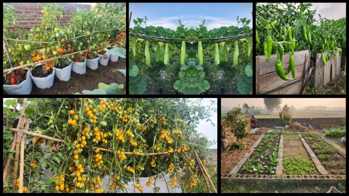 Vegetable gardening ideas for home low budget