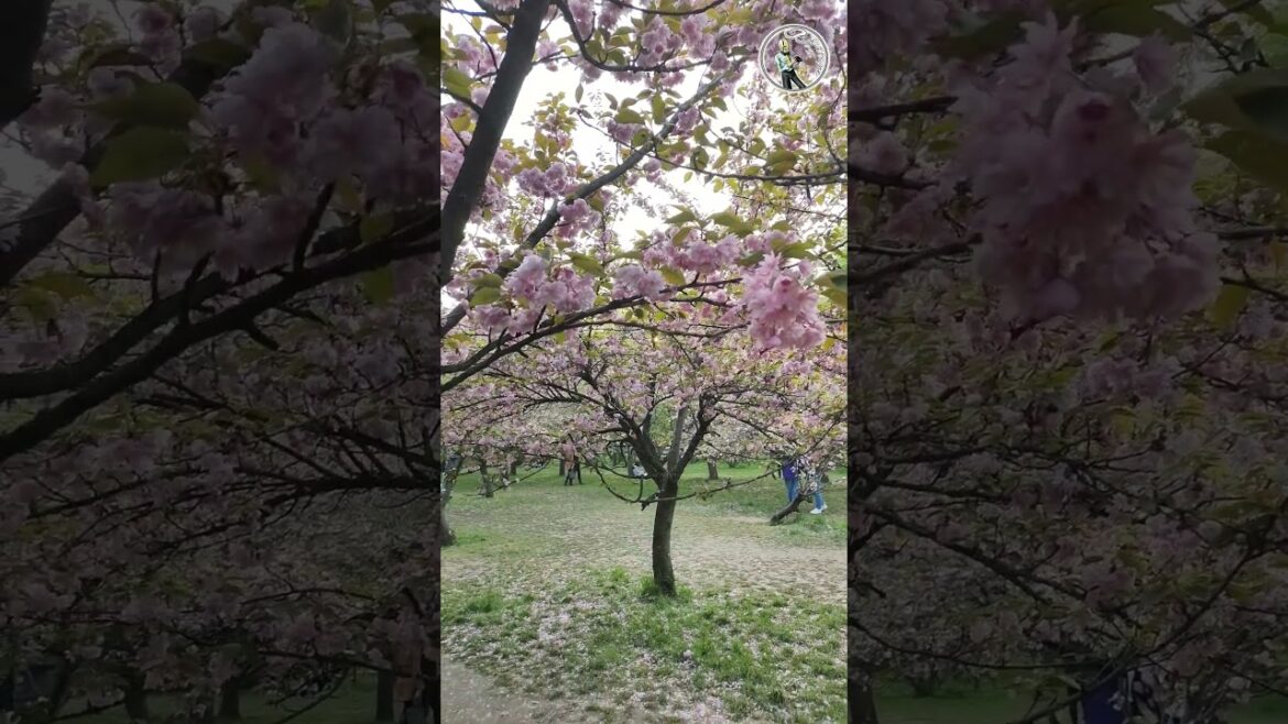 Japanese Garden in Bucharest, Romania  #shorts