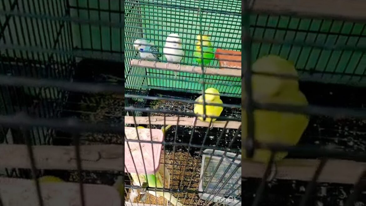 तपती धूप मे पंछियों के लिए पानी जरूर रखे #gardening #shorts#birdsounds🕊️🦜🐦💚💚🪴 तपती धूप मे पंछियों के लिए पानी जरूर रखे #gardening #shorts#birdsounds🕊️🦜🐦💚💚🪴