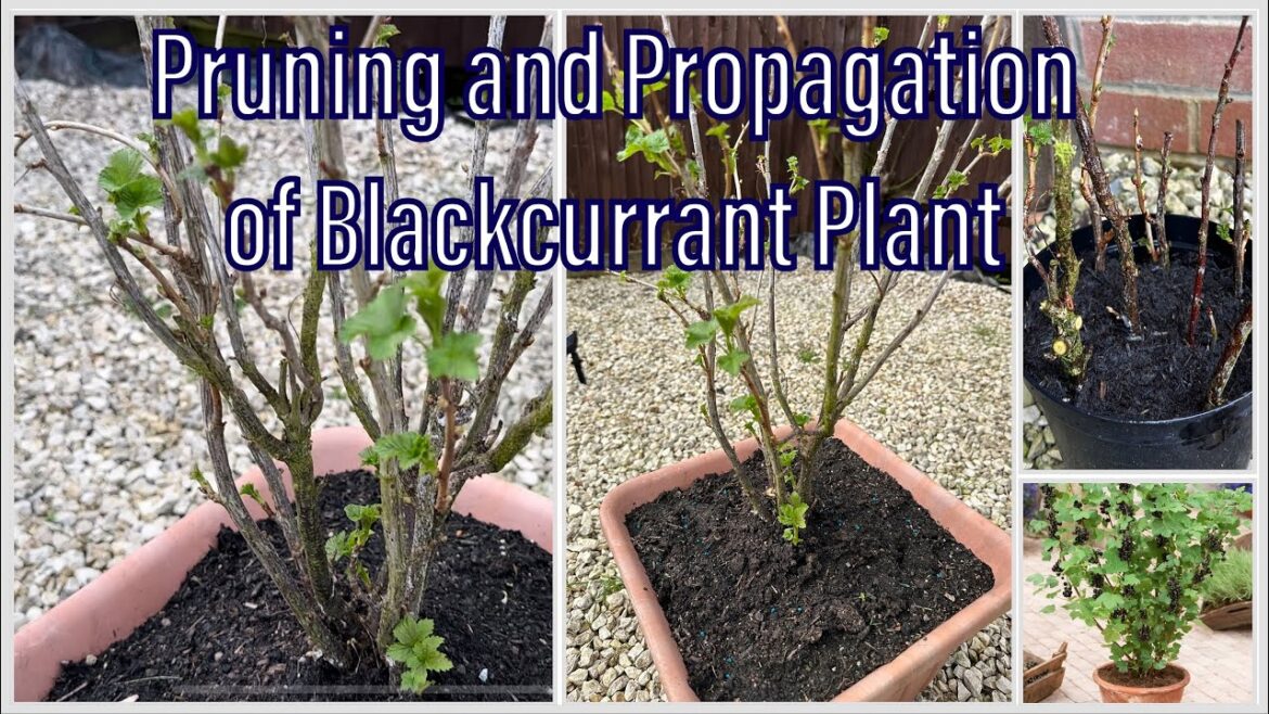 Passionate Gardener: How to  Pruning and Propagation of Blackcurrent Plant | Tricks, Tips and Care