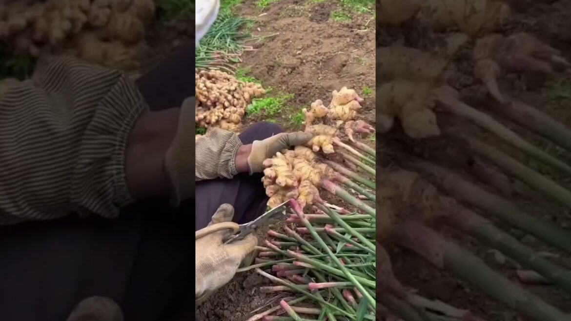 Smart work    #cactus #agriculture #aloevera #flower #roses #garden #tips #satisfying  #asrm #tricks