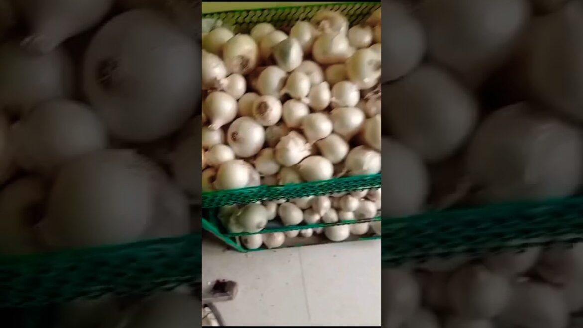 Onion π§
Fertilizer for plants βοΈ growth π#viral#shorts#gardening #songπΉ Onion π§
Fertilizer for plants βοΈ growth π#viral#shorts#gardening #songπΉ