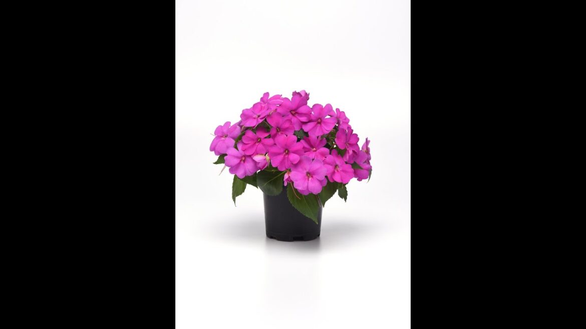 Striking Sun Performers: Solarscape Impatiens for Non-Stop Blooms in Full Sun or Shade!