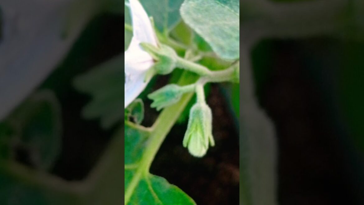 बैगन के प्लांट को फुल आये है 🌿🌸💜🍆🍆 #song #shorts#gardening #organic