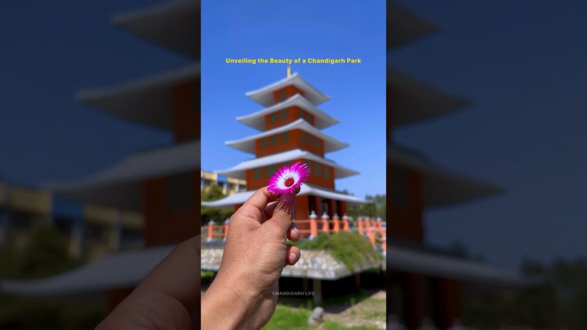 Japanese Garden #shortsfeed  #shorts