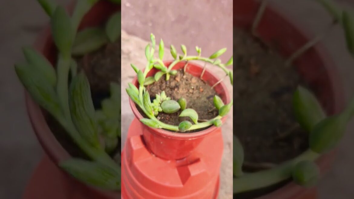 Beautiful Succulent #gardening #indoorplants #succulentcare #shrots #trending Beautiful Succulent #gardening #indoorplants #succulentcare #shrots #trending