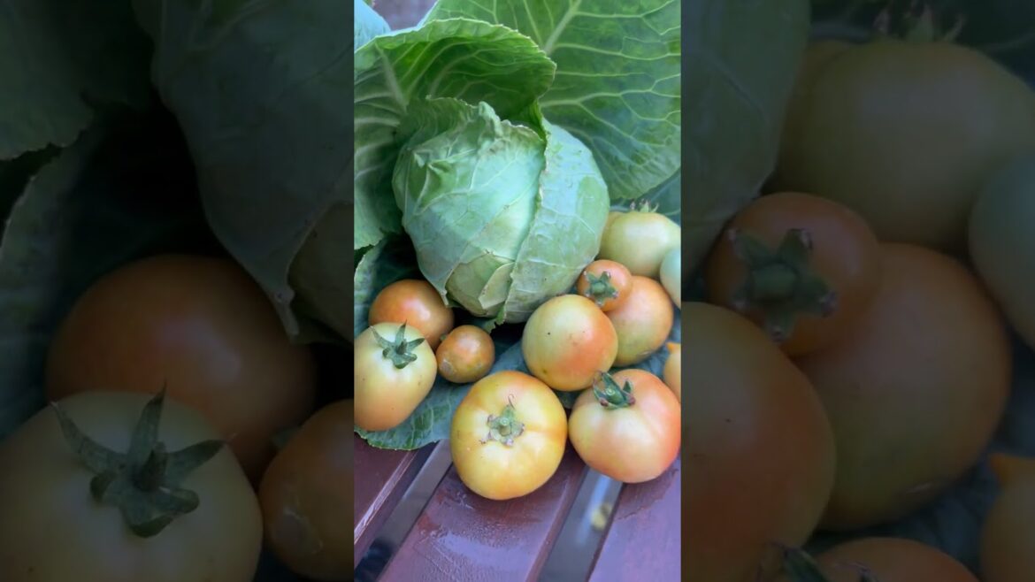 #kitchen #garden #tips #terracegarden #fresh #shortvideos #shorts