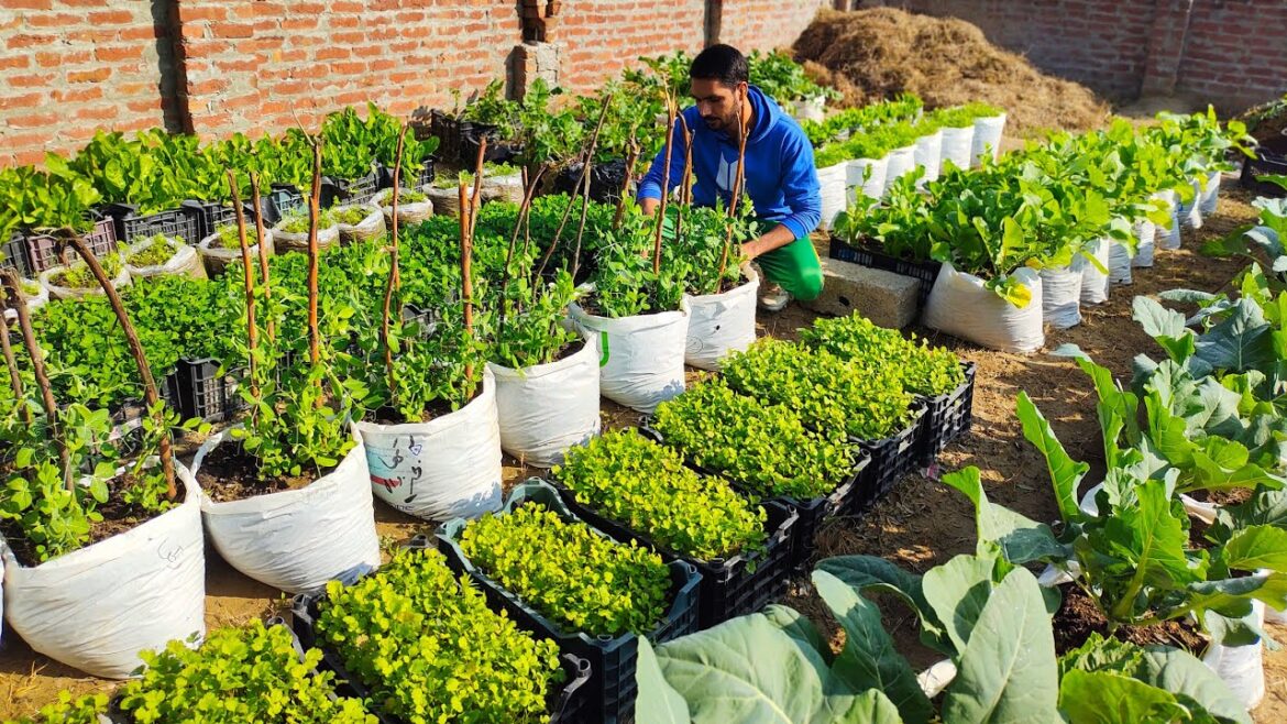 How To Start A Vegetables Container Garden How To Start A Vegetables Container Garden