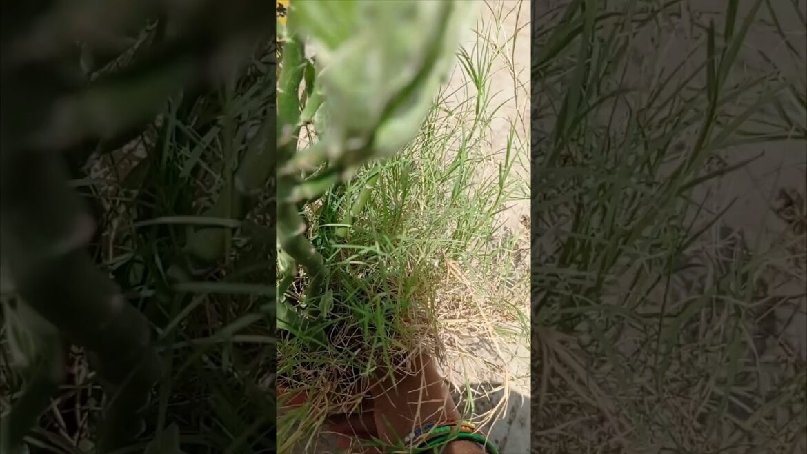 This Summer 🌞🏝️ mulch your plants #gardening #chemicalfreegardning #shorts This Summer 🌞🏝️ mulch your plants #gardening #chemicalfreegardning #shorts