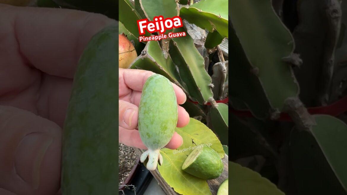 Fruit cutting Pineapple Guava #shorts #satisfying #fruit #fruitcutting #enjoy #shortvideo Fruit cutting Pineapple Guava #shorts #satisfying #fruit #fruitcutting #enjoy #shortvideo