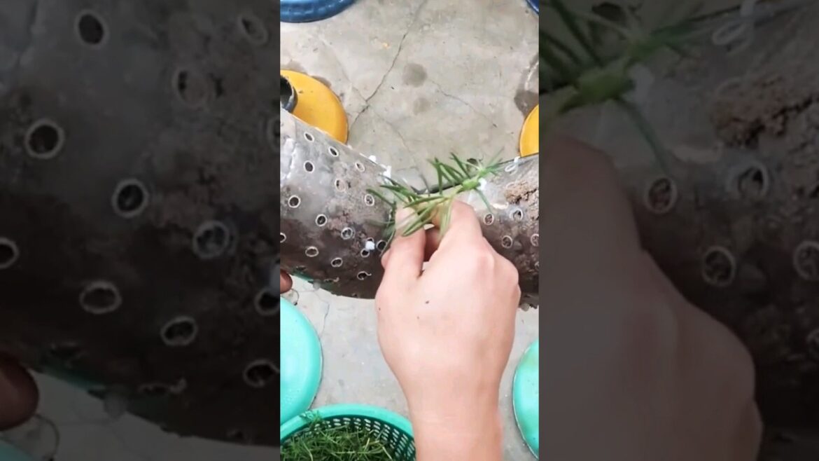 Top Tips for Growing Rangenn Flowers at Home: Easy Ideas!