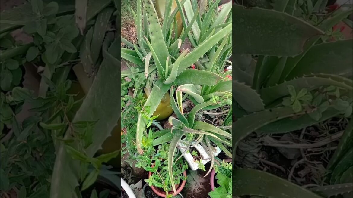 एलोवेरा के जहर को कैसे खत्म करे 🌿💚 #chemicalfreegardning #shorts #gardening एलोवेरा के जहर को कैसे खत्म करे 🌿💚 #chemicalfreegardning #shorts #gardening