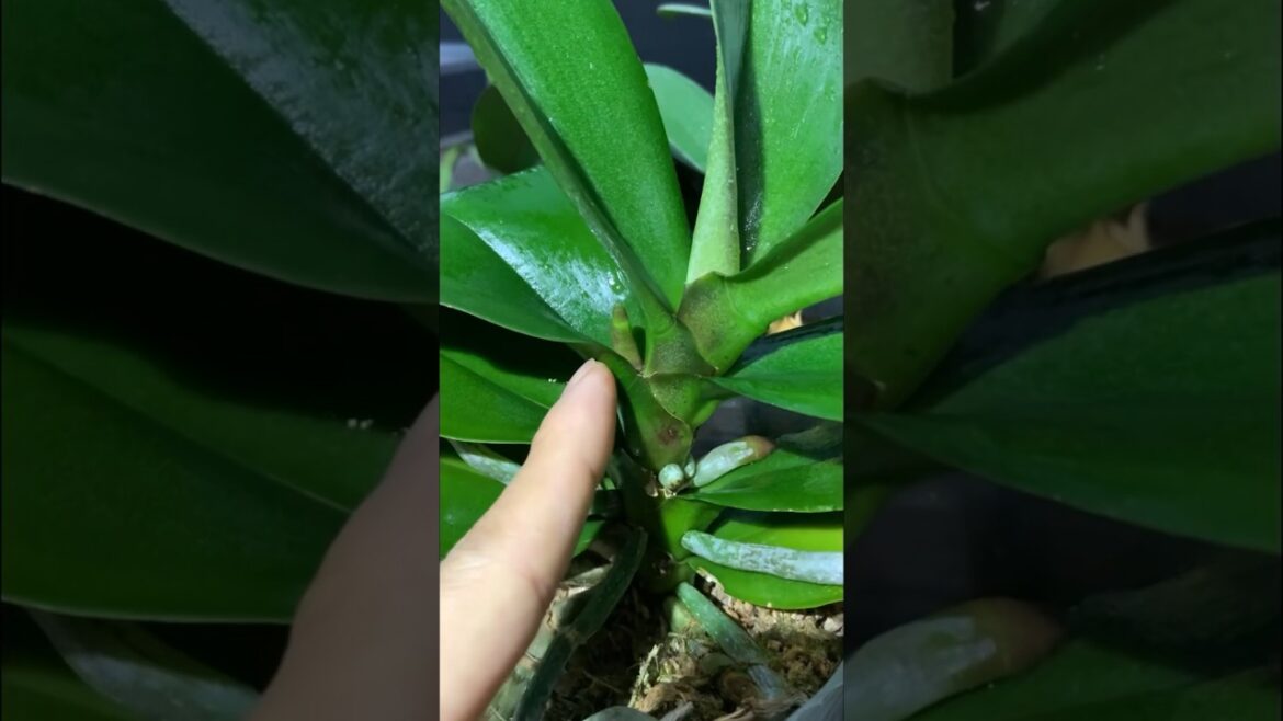 How to make orchids sprout flower buds #garden #tips How to make orchids sprout flower buds #garden #tips