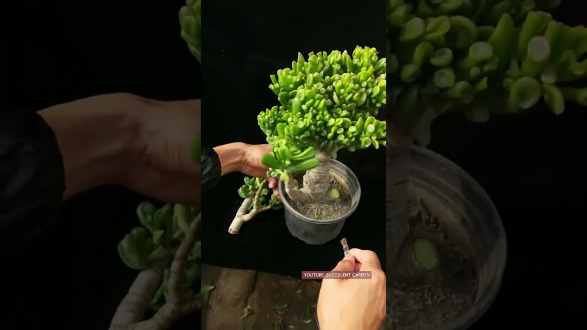 Useful tips for your succulents 🪴 | Plant Gardener Useful tips for your succulents 🪴 | Plant Gardener