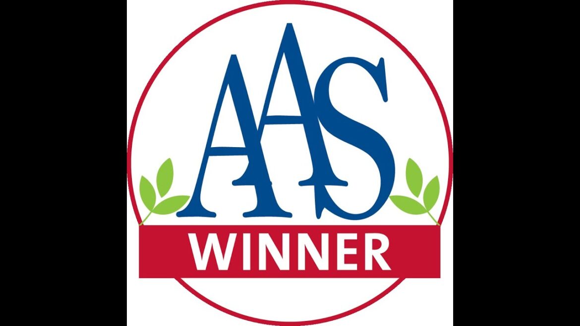 Big Beefsteak Tomatoes that are AAS Winners!