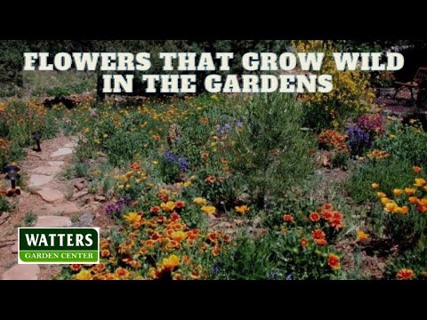 🌺Flowers for Landscapes that Grow Wild🌺 🌺Flowers for Landscapes that Grow Wild🌺